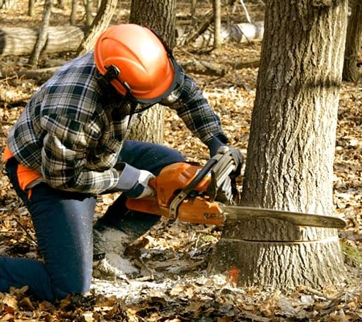Tree Removal in Cuba, IL